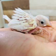 人気沸騰中!!白文鳥さん！