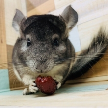 食べ方に惚れる♡チンチラ入舎♪(ノーマル)