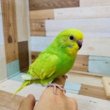 画像更新!!スパンコール柄がステキ!!　セキセイインコ（スパングル）～