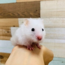 べたなれサテンハムスターちゃん♪