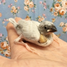 シルバー文鳥　２０２０年８月生まれ
