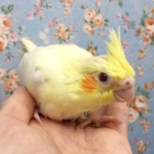 オカメインコ（ルチノー）２０２０年８月生まれ
