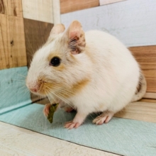 かまいたくなる可愛さ♡デグー(パイド)