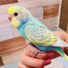 ｷﾚｲカラー♪セキセイインコ（パステルレインボースパングル）～