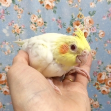 オカメインコ（ルチノー）　２０２０年８月生まれ