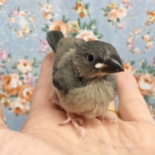 桜文鳥　２０２０年８月生まれ