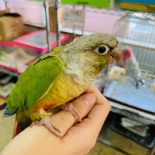 甘えんぼが進化しました！ホオミドリウロコインコさん♪