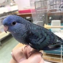 くりくりですねぇ～瞳っ　サザナミインコ（ブルー）きました！