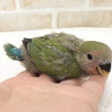 コザクラインコ（ノーマル）のヒナが来ました！