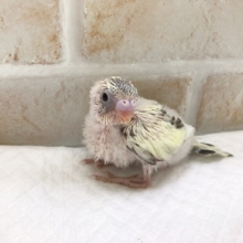 セキセイインコ（４色ハルクイン）のヒナが来ました！