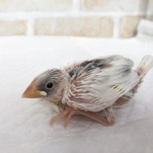 白文鳥のヒナも来ました！