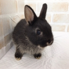 かわいい黒いうさぎさん！ネザーランドドワーフ