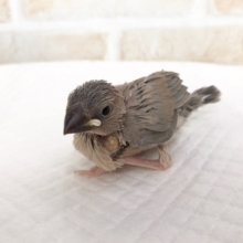 桜文鳥のヒナが来ました！