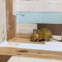 人気のサンドデグーの女の子入舎しました。
