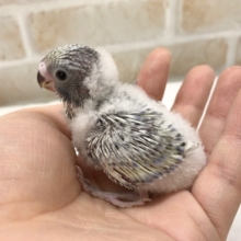 ぽわっぽわ！羽衣セキセイインコ！