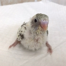 成長が楽しみ！４色ハルクインセキセイインコ