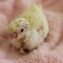 ﾚｱｶﾗ-!サザナミインコ(クリーム)ヒナちゃん