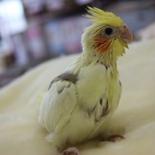 オカメインコ（シナモンパイド）ヒナちゃん