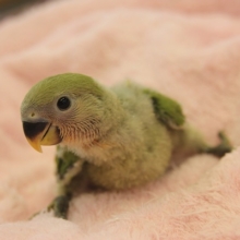 ラブバード☆コザクラインコ（ノーマル）ヒナちゃん