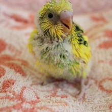 手乗りセキセイインコ　ヒナちゃん♪