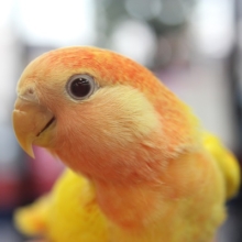 これは炎柱!!　ルチノーオパーリンコザクラさん♪
