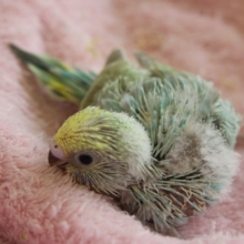 セキセイインコ（パステルレインボー）ヒナちゃん