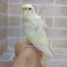 淡いカラーの。羽衣セキセイインコ 2020年10月28日