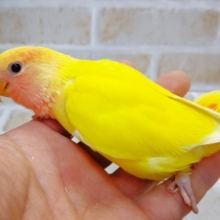 色鮮やかなカラー 小桜インコ☆ルチノーオパーリン 2020年10月25日