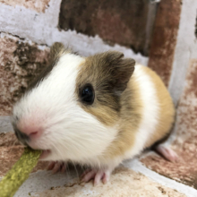 色合いもお顔も可愛すぎる♪イングリッシュモルモットちゃん！