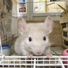 天使♪シナモンチンチラ☆
