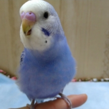 セキセイインコ、慣れてますよ〜