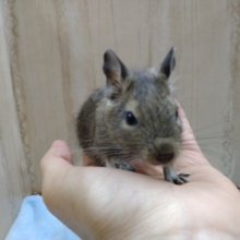 デクーの赤ちゃん来ました〜