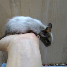 デクーの赤ちゃん来ました〜その2