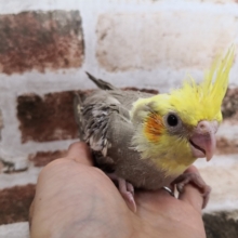 オカメインコのシナモンパイドさん♪