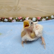 白い天使♥白文鳥のヒナが来ました