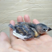 目がクリクリ！桜文鳥のヒナが来ました