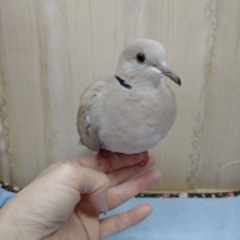 レアな手乗り!?ジュズカケバト