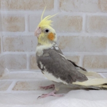 安心サイズ！！！オカメインコ パイド♪