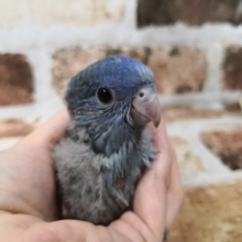 鮮やかでキレイ！サザナミインコさん(ブルー)