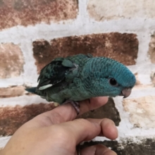 当店大人気！サザナミインコさん入荷♪