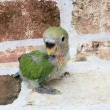 安定の可愛さっ！コザクラインコさん♪