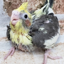 おすすめっ！オカメインコのパイドさん♪