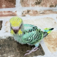 珍しいカラーのセキセイインコさん！入荷しました～♪