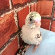 人気カラーです！！セキセイインコ（４色ハルクィン）～