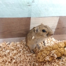 初入荷です！！ギュンターハタネズミ！！