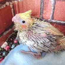 オカメインコ、シナモンパール来ました♪♪