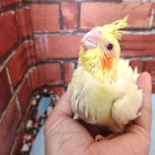おすまし顔です☆ オカメインコ(ルチノー)～