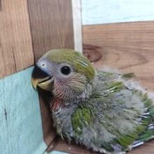 見つめられると、動けません　コザクラインコ（ノーマル）～～