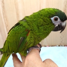 おしゃべり得意！ベタ馴れさんの　コミドリコンゴウインコ～～