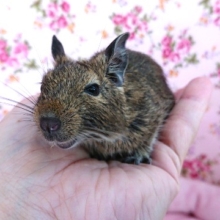 食欲先行！！でも触れてほしいです。。デグー（ノーマル）☆